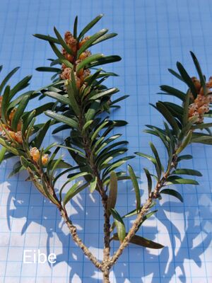 Eibe  Christas Herbarium