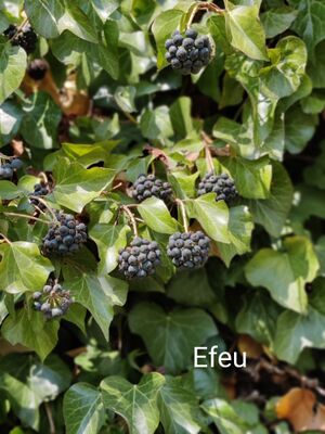 Efeu  Christas Herbarium